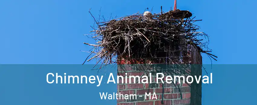  Chimney Animal Removal Waltham - MA