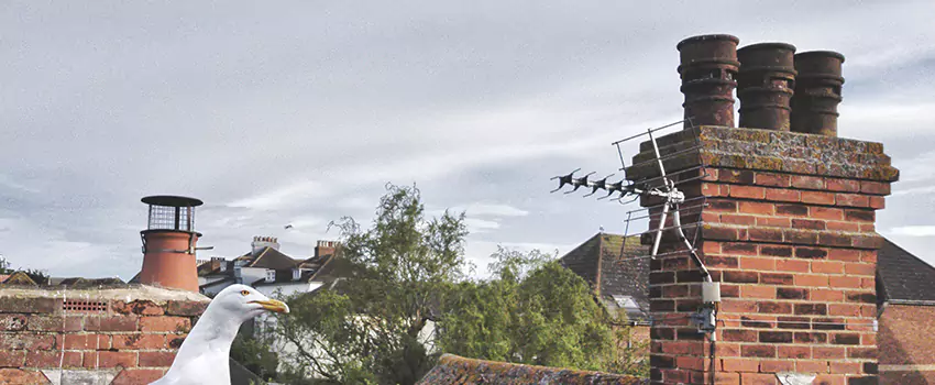 Chimney Cleaning And Restoration in Waltham, Massachusetts